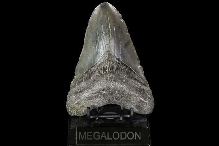 Huge, Megalodon Tooth - Georgia #76472